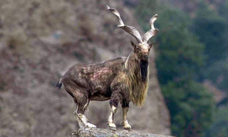 markhor