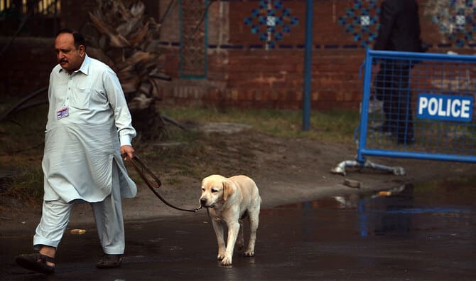 Rescued dog leads police to owner’s murderers in Punjab