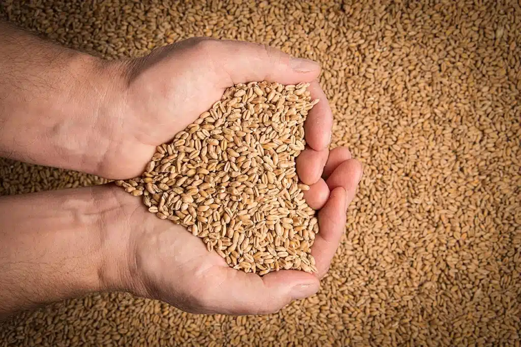 KP anti-corruption arrests two officials in wheat embezzlement scandal