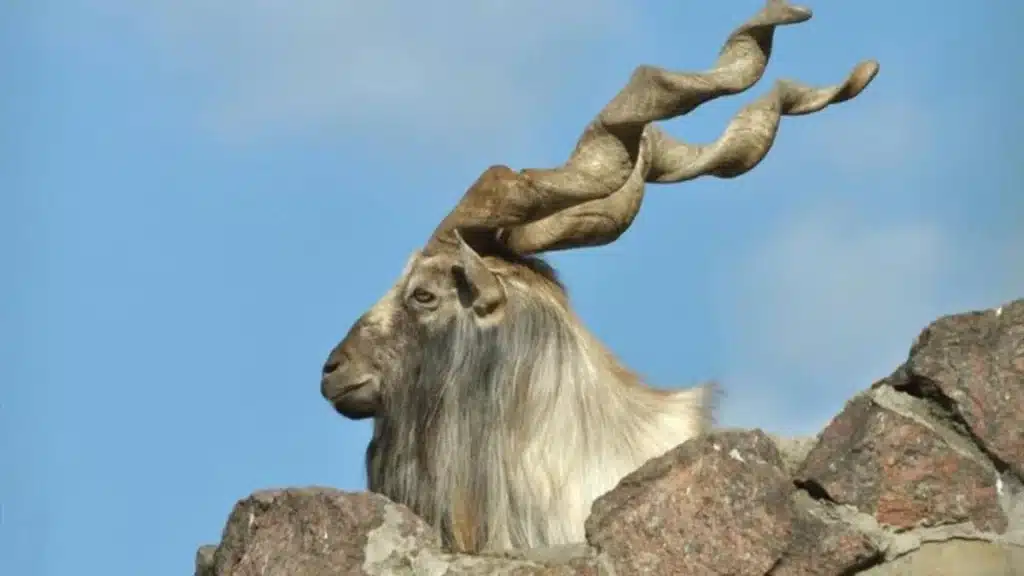 Russian national hunts Markhor