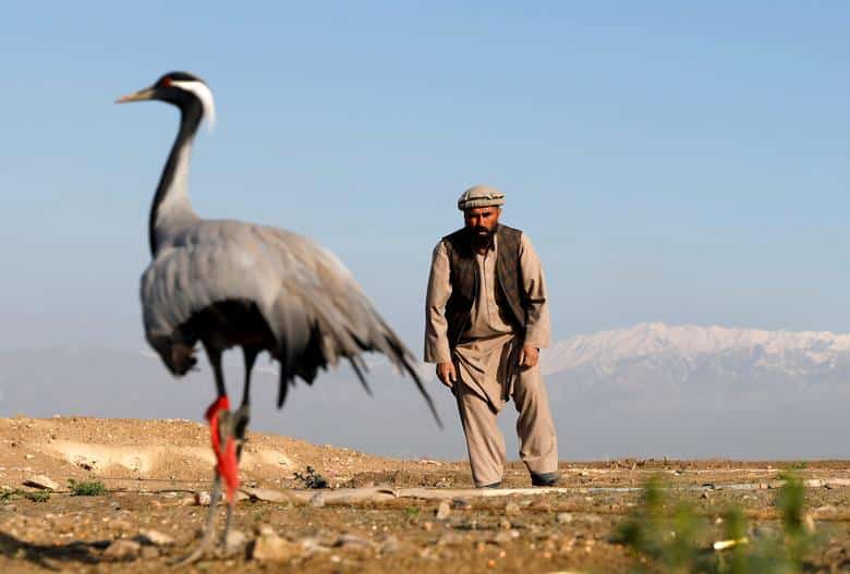 K-P to ban crane hunting with firearms .
