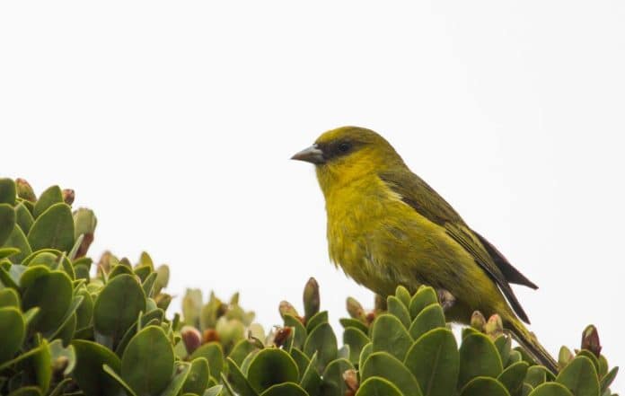 Conservation campaign launched in Swat to protect and boost bird population