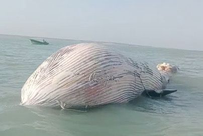WWF-Pakistan expresses concerns over the mortality of blue whale in Gwater Bay, Pakistan