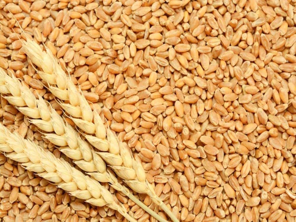 Khyber Pakhtunkhwa seed council approves 38 new varieties