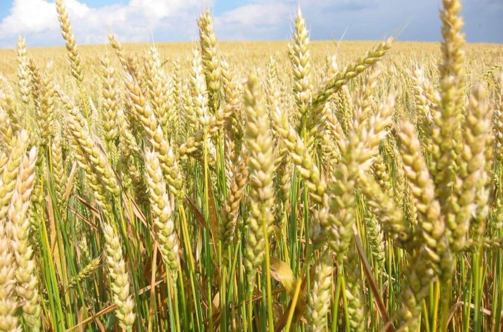 Bajaur admin orders farmers to cut crops near roads over security fears
