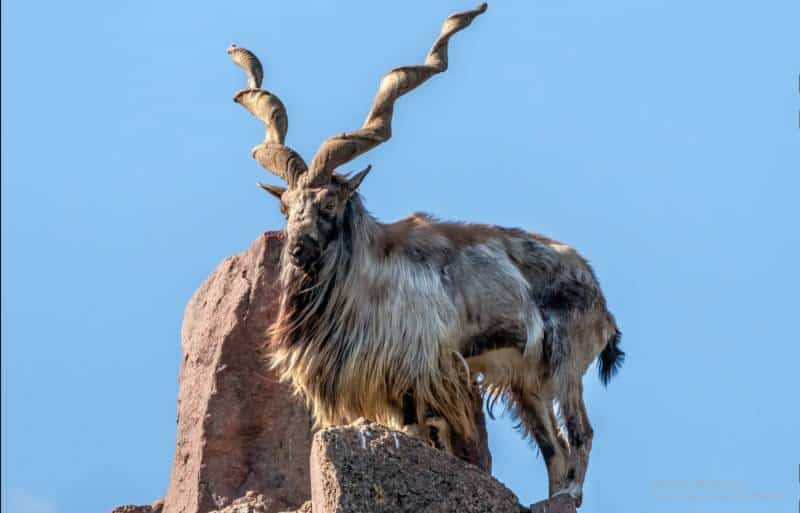 Markhor hunting permit becomes world’s most expensive in GB trophy auction
