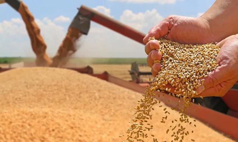 wheat